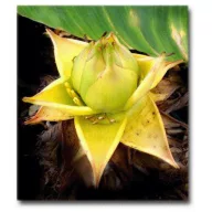 Musella lasiocarpa 5 seminţe