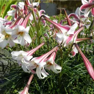Crin (Lilium formosanum) 5 semințe