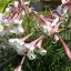 Crin (Lilium formosanum) 5 semințe