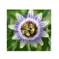 Floarea Pasiunii (Passiflora caerulea) 5 semințe
