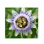 Floarea Pasiunii (Passiflora caerulea) 5 semințe