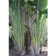   Palmierul Călătorului (Ravenala madagascariensis) 5 seminţe