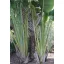 Palmierul Călătorului (Ravenala madagascariensis) 5 seminţe