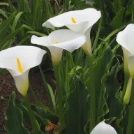 Cală albă comună (Zantedeschia aethiopica) 5 seminţe
