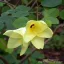 Copac orhidee galben (Bauhinia tomentosa) 5 seminţe