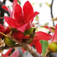 Arbore debumbac (Bombax ceiba) 5 seminţe