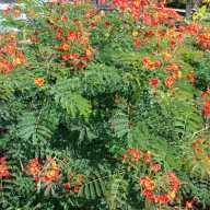 Caesalpinia pulcherrima 5 seminţe