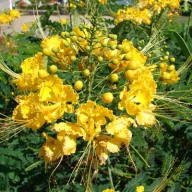 Pasărea Paradisului (Caesalpinia mexicana) 5 seminţe