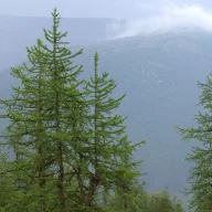 Zadă siberiană (Larix sibrica) 5 semințe