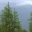 Zadă siberiană (Larix sibrica) 5 semințe