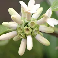 Borojo (Borojoa patinoi) 5 seminţe