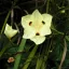 Dietes bicolor 5 semințe
