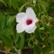 Pandorea jasminoides 5 semințe