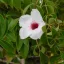 Pandorea jasminoides 5 semințe