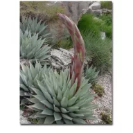 Mescal agave (Agave parryi var. neomexicana) 5 semințe 