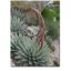 Mescal agave (Agave parryi var. neomexicana) 5 semințe 