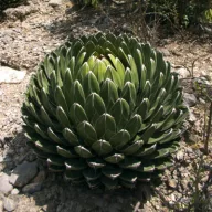   Regina Agave (Agave victoriae-reginae (Câmpia Huasteca)) 5 semințe