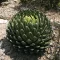 Regina Agave (Agave victoriae-reginae (Câmpia Huasteca)) 5 semințe