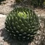 Regina Agave (Agave victoriae-reginae (Câmpia Huasteca)) 5 semințe