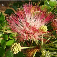 Copac Shaman (Albizia saman) 5 semințe