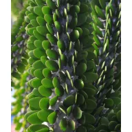 Madagascar ocotillus (Alluaudia procera) 5 semințe