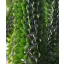 Madagascar ocotillus (Alluaudia procera) 5 semințe