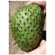 Annona țepoasă (Annona muricata) 5 semințe