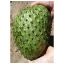 Annona țepoasă (Annona muricata) 5 semințe