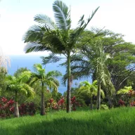 Palmier Alexandra (Archontophoenix alexandrae) 5 semințe