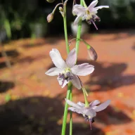 Crin de vanilie pal (Arthropodium milleflorum) 5 semințe