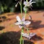 Crin de vanilie pal (Arthropodium milleflorum) 5 semințe