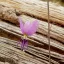 Crini de ciocolată (Arthropodium strictum) 5 semințe