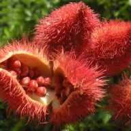 Orleánfa (Bixa orellana) 5 semințe