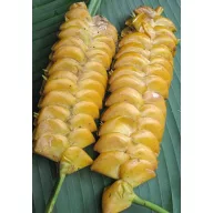 Calathea (Calathea crotalifera) 5 semințe