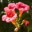 Trompeta cățărătoare (Campsis radicans) 5 semințe