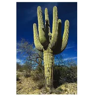 Cactus Saguaro (Carnegiea gigantea) 5 semințe