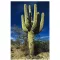 Cactus Saguaro (Carnegiea gigantea) 5 semințe