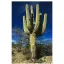 Cactus Saguaro (Carnegiea gigantea) 5 semințe