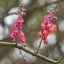 Kasszia roz (Cassia grandis) 5 semințe