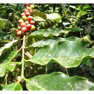 Arbuști de cafea (Coffea canephora) 5 semințe