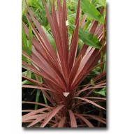   Crin cu frunze purpurii (Cordyline australis Purpurea) 5 semințe