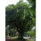Arbore de trandafiri (Dalbergia latifolia) 5 semințe