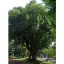 Arbore de trandafiri (Dalbergia latifolia) 5 semințe
