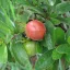 Prune de maimuță (Diospyros lycioides) 5 semințe