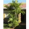 Areca - palmier de aur (Dypsis lutescens) 5 semințe
