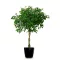 Ficus atârnat (Ficus benjamina) 5 semințe