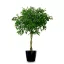 Ficus atârnat (Ficus benjamina) 5 semințe
