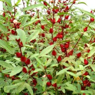 Ceai hibiscus (Hibiscus sabdariffa ) 5 semințe