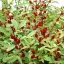 Ceai hibiscus (Hibiscus sabdariffa ) 5 semințe
