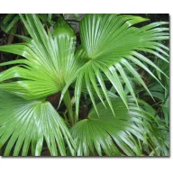 Palmier Chinezesc (Livistona chinensis) 5 semințe